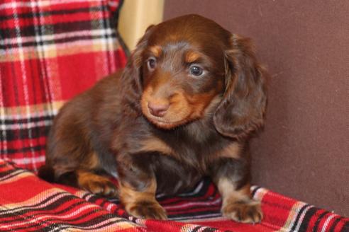 成約済の愛知県のカニンヘンダックスフンド-39625の3枚目