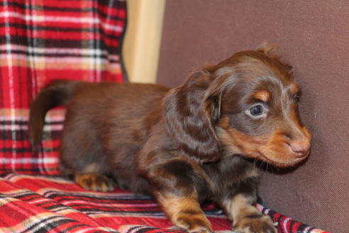 成約済の愛知県のカニンヘンダックスフンド-39625の2枚目