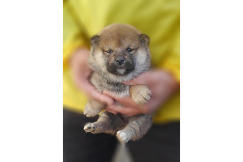 成約済の山梨県の柴犬-41309の2枚目