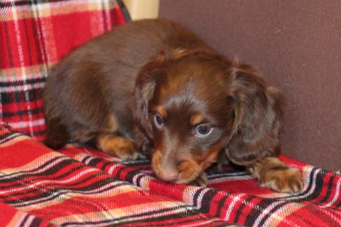 成約済の愛知県のカニンヘンダックスフンド-39625の1枚目