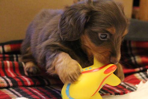 成約済の愛知県のカニンヘンダックスフンド-39627の5枚目