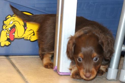 成約済の愛知県のカニンヘンダックスフンド-39627の3枚目