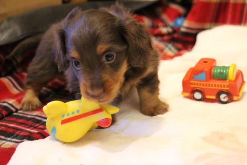 成約済の愛知県のカニンヘンダックスフンド-39627の2枚目