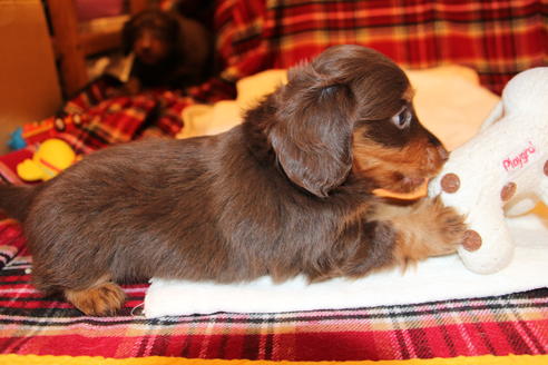 成約済の愛知県のカニンヘンダックスフンド-39627の1枚目