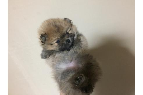 成約済の福岡県のポメラニアン-40088の4枚目