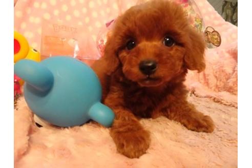 成約済の静岡県のミックス犬-41762の4枚目