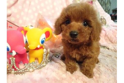 成約済の静岡県のミックス犬-41762の5枚目