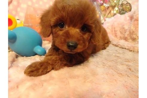 成約済の静岡県のミックス犬-41762の1枚目