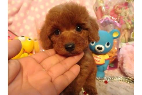 成約済の静岡県のミックス犬-41762の2枚目