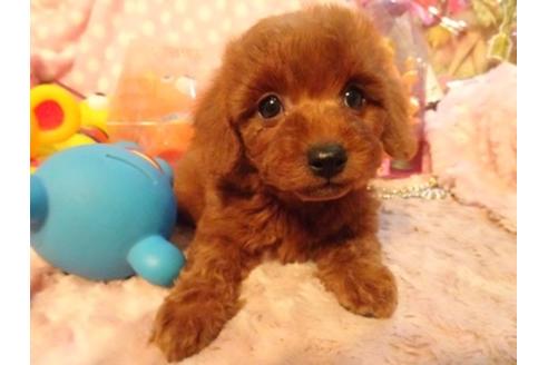 成約済の静岡県のミックス犬-41762の3枚目