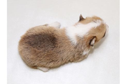 成約済の栃木県のウェルシュコーギーペンブローク-41787の3枚目