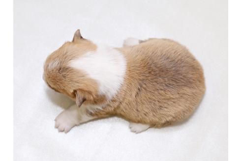 成約済の栃木県のウェルシュコーギーペンブローク-41788の1枚目