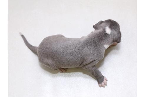 成約済の栃木県のイタリアングレーハウンド(イタグレ)-41790の2枚目