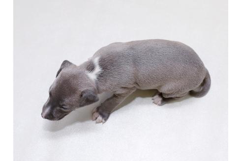 成約済の栃木県のイタリアングレーハウンド(イタグレ)-41791の2枚目
