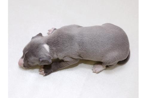 成約済の栃木県のイタリアングレーハウンド(イタグレ)-41792の2枚目