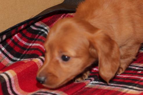 成約済の愛知県のカニンヘンダックスフンド-39621の5枚目