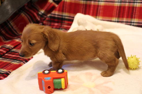 成約済の愛知県のカニンヘンダックスフンド-39621の4枚目