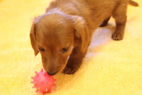 成約済の愛知県のカニンヘンダックスフンド-39621の3枚目