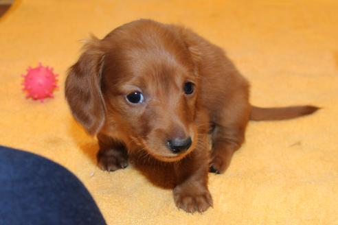 成約済の愛知県のカニンヘンダックスフンド-39621の2枚目