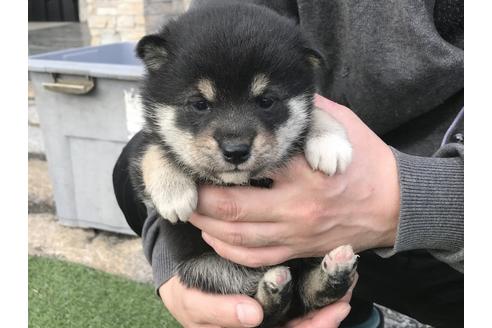 成約済の長崎県の柴犬-41843の5枚目