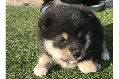 成約済の長崎県の柴犬-41843の2枚目