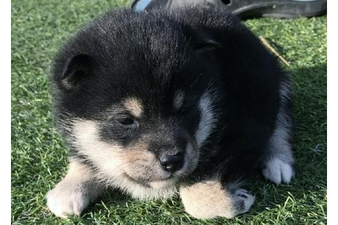 成約済の長崎県の柴犬-41843の3枚目