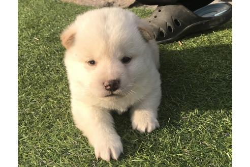 成約済の長崎県の柴犬-41846の2枚目