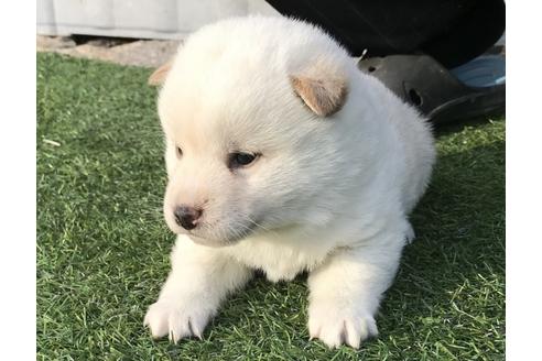 成約済の長崎県の柴犬-41846の3枚目