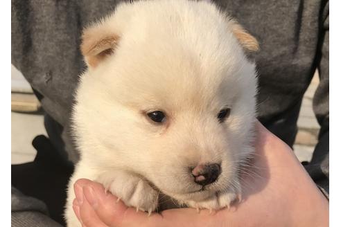 成約済の長崎県の柴犬-41846の5枚目