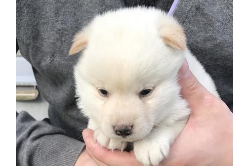 成約済の長崎県の柴犬-41846の1枚目