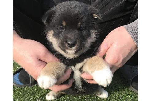 成約済の長崎県の柴犬-40947の3枚目