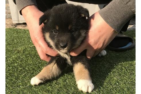 成約済の長崎県の柴犬-40947の4枚目