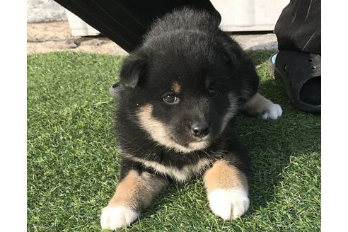 成約済の長崎県の柴犬-40947の5枚目