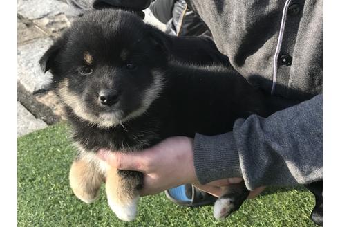 成約済の長崎県の柴犬-40947の2枚目