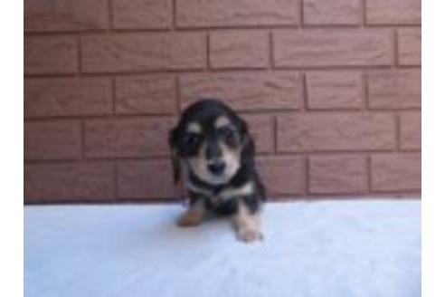 成約済の埼玉県のカニンヘンダックスフンド(ロングヘアード)-41526の3枚目