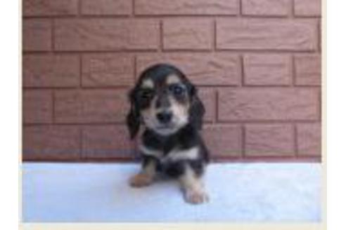 成約済の埼玉県のカニンヘンダックスフンド(ロングヘアード)-41526の2枚目