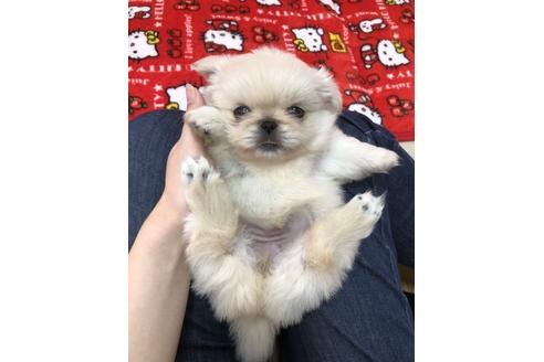 成約済の香川県のペキニーズ-40663の5枚目