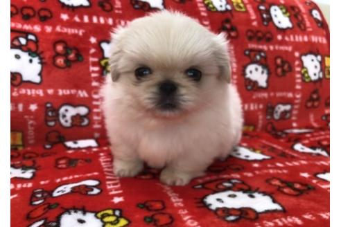 成約済の香川県のペキニーズ-40663の3枚目