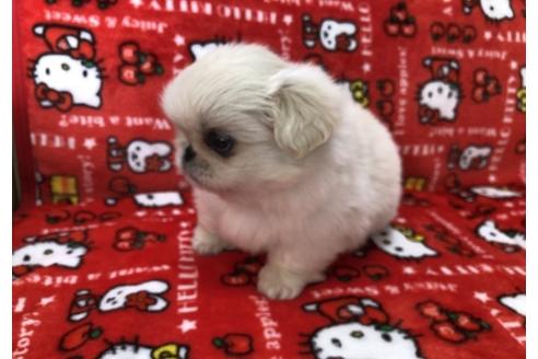 成約済の香川県のペキニーズ-40663の4枚目