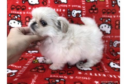 成約済の香川県のペキニーズ-40663の2枚目