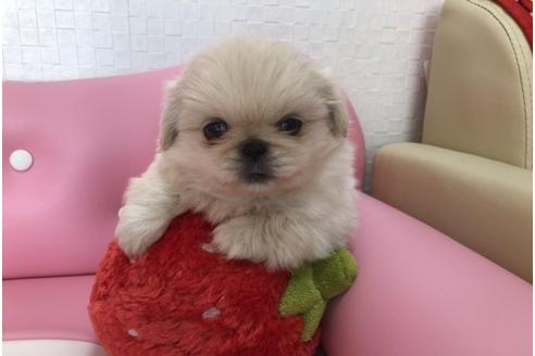成約済の香川県のペキニーズ-40663の1枚目