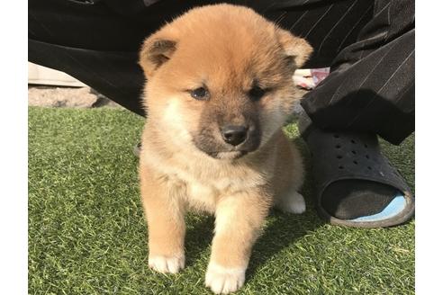 成約済の長崎県の柴犬-40948の3枚目