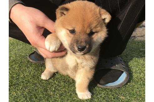 成約済の長崎県の柴犬-40948の4枚目