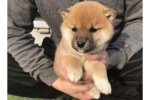 成約済の長崎県の柴犬-40948の1枚目