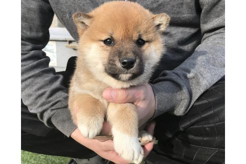 成約済の長崎県の柴犬-40948の2枚目