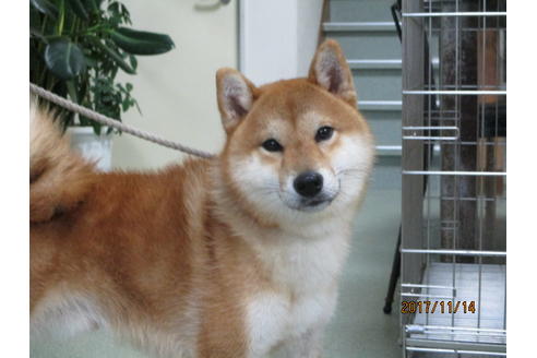 成約済の岡山県の柴犬-36715の2枚目