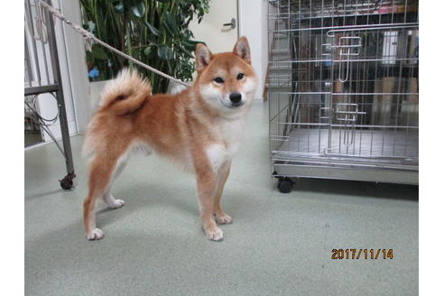 成約済の岡山県の柴犬-36715の1枚目