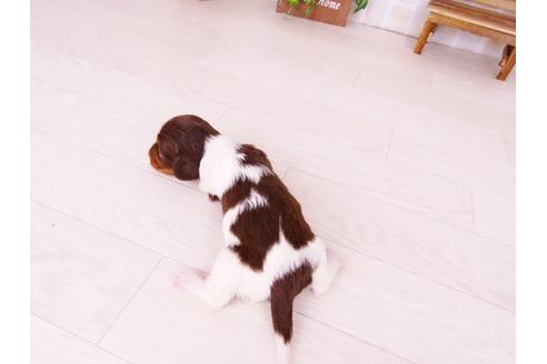 成約済の愛知県のミニチュアダックスフンド-41338の1枚目