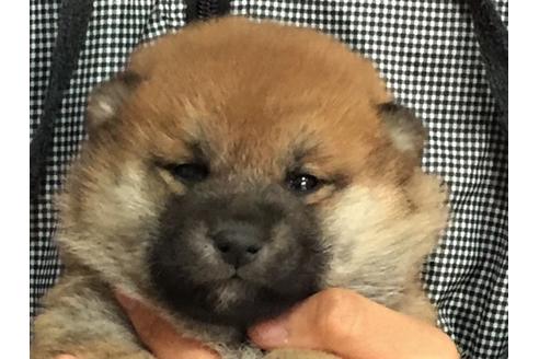 成約済の愛知県の柴犬-41971の1枚目
