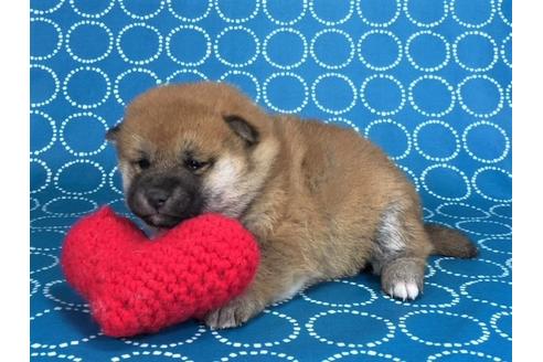 成約済の愛知県の柴犬-41971の3枚目